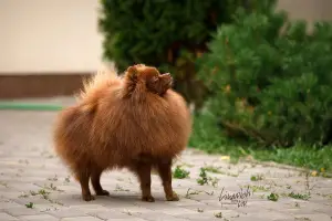 Photo №3. German Spitz brown. Russian Federation