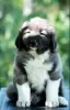 Photo №2 to announcement № 124055 for the sale of caucasian shepherd dog - buy in Bosnia and Herzegovina breeder