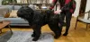 Additional photos: Black Russian Terrier puppies - FCI