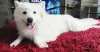 Photo №2 to announcement № 50328 for the sale of samoyed dog - buy in Czech Republic private announcement