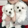 Photo №2 to announcement № 108843 for the sale of maltese dog - buy in Germany private announcement