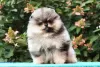 Photo №3. Sweet male Pomeranian puppy for sale. Luxembourg