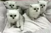 Photo №1. persian cat - for sale in the city of Heidelberg | Is free | Announcement № 107829