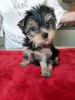 Photo №1. yorkshire terrier - for sale in the city of Čierna Voda | 370$ | Announcement № 119472