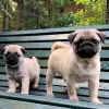 Photo №1. puggle - for sale in the city of Мюнхен-Флугхафен | Is free | Announcement № 24626