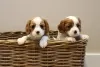 Photo №2 to announcement № 110704 for the sale of cavalier king charles spaniel - buy in United States private announcement