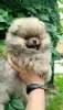 Photo №4. I will sell pomeranian in the city of Minsk. breeder - price - 226$