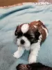 Photo №4. I will sell lhasa apso, shih tzu in the city of Vilnius. private announcement, from nursery, breeder - price - 634$