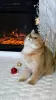 Photo №2 to announcement № 84092 for the sale of british shorthair - buy in United States private announcement