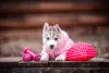 Photo №2 to announcement № 13451 for the sale of siberian husky - buy in Russian Federation private announcement