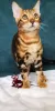 Additional photos: Bengal kittens