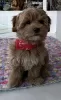 Photo №3. Maltipoo complete with vaccinations, ready for a new home. Poland