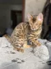 Photo №3. Bengal kitten. Russian Federation