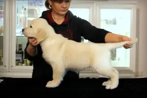 Photo №2 to announcement № 4859 for the sale of golden retriever - buy in Ukraine breeder