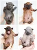 Additional photos: Thai ridgeback puppies