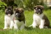 Photo №2 to announcement № 38228 for the sale of akita - buy in Australia private announcement