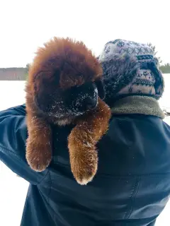 Photo №1. tibetan mastiff - for sale in the city of Lake District | 1182$ | Announcement № 1260