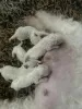 Photo №4. I will sell bichon frise in the city of Nashville. breeder - price - 500$