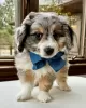 Photo №1. australian shepherd - for sale in the city of Leicester | negotiated | Announcement № 113388