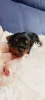 Photo №3. Delightful pure bred Yorkie puppies .. United States