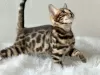 Additional photos: Gorgeous Bengal boy for breeding