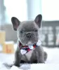 Additional photos: kc registered french bulldogs