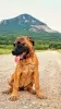 Photo №4. I will sell bullmastiff in the city of Эребру. private announcement - price - negotiated