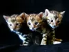 Additional photos: Bengal kittens Bengal, Abyssinian cattery sunnybunny.by