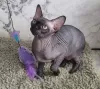 Photo №3. Sphynx Show Quality and for Breeding Black Kitten. United Kingdom