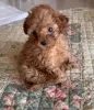 Photo №1. poodle (toy) - for sale in the city of Амстердам | Is free | Announcement № 75186