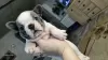 Additional photos: French bulldog puppies