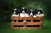 Additional photos: Welsh Corgi Cardigan puppies