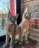 Photo №4. I will sell caracal in the city of Phoenix. private announcement, from nursery, from the shelter - price - 2000$