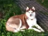 Photo №2. Mating service siberian husky. Price - negotiated