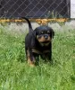 Photo №1. rottweiler - for sale in the city of Калинковичи | 1057$ | Announcement № 51862