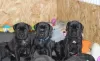 Photo №1. cane corso - for sale in the city of Vilnius | 370$ | Announcement № 36073