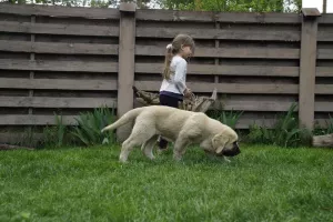 Additional photos: Spanish mastiff puppies