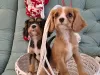 Additional photos: Excellent Cavalier King Charles puppies for reserve