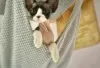 Photo №1. devon rex - for sale in the city of Эттербек | Is free | Announcement № 127996