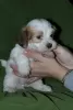 Additional photos: Havanese puppies