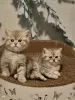 Photo №4. I will sell british shorthair in the city of Bleialf. breeder - price - 718$