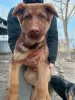 Photo №4. I will sell german shepherd in the city of Ruma. breeder - price - 317$