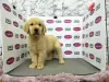 Photo №1. golden retriever - for sale in the city of Hämeenlinna | Is free | Announcement № 127913