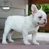 Photo №1. french bulldog - for sale in the city of Finnholmen | 1781$ | Announcement № 11133