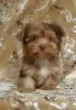 Photo №2 to announcement № 39675 for the sale of yorkshire terrier - buy in United States 