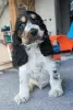 Photo №1. english cocker spaniel - for sale in the city of Żelazna | 565$ | Announcement № 129125