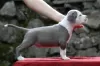 Additional photos: American Staffordshire Terrier Beautiful Puppies