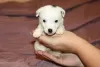 Additional photos: Jack Russell Terrier puppies