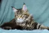 Photo №1. maine coon - for sale in the city of Volgograd | 405$ | Announcement № 14216