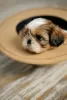 Additional photos: Selling puppies of the Shih Tzu breed.